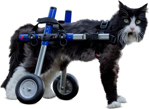Miniatura 3 de Walkin' Wheels Ligero, para gatos pequeños de 2 a 20 libras, aprobado por veterinarios, silla de ruedas para gatos para patas traseras, para gatos