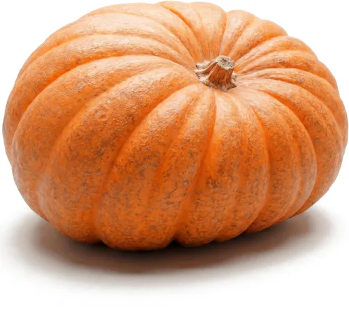 20 semillas de calabaza para plantar, Big Max, reliquia, sin OMG, cultivadas en EE. UU., Cultivadas en EE. UU., Cultivadas para calabazas grandes y