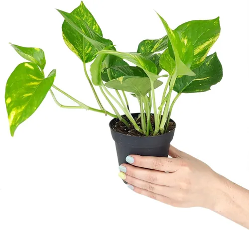 Miniatura 4 de Planta de interior viva de 4 pulgadas Epiphyllum anguliger Fishbone Cactus – Planta de interior de fácil cuidado – Plantas de interior vivas