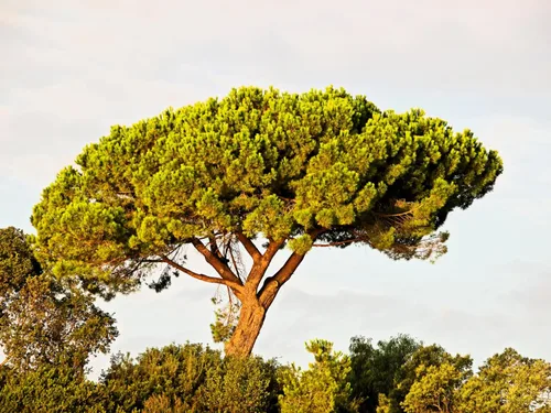 5 Pine Nut Italian Stone Pine Pinus Pinea Umbrella Evergreen Conifer Tree Seeds
