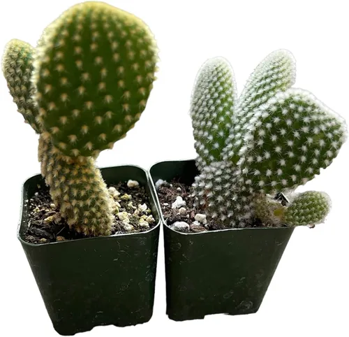 Miniatura 4 de Plantas de cactus suculentas vivas (juego de dos macetas de 2 pulgadas) (Crassula Estagnol Spiralis Starter)