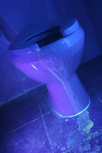 Miniatura 6 de Linterna ultravioleta ultravioleta ultravioleta de 395 nm, luz negra, LED de alta potencia de 3 modos de 10 yardas de largo alcance, linterna UV
