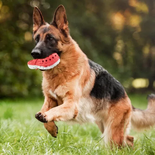 Miniatura 7 de Juguetes masticables para perros, juguetes resistentes para masticadores agresivos, juguete de goma duradero para cachorros, juguetes interactivos