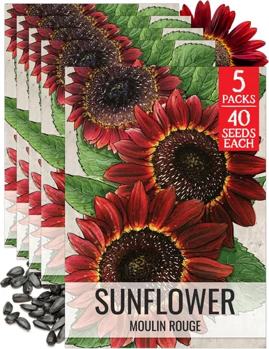 Miniatura 34 de Seed Needs Semillas de girasol para plantar girasoles de manchas solares enanas, semillas de flores de corte anual de polinización abierta