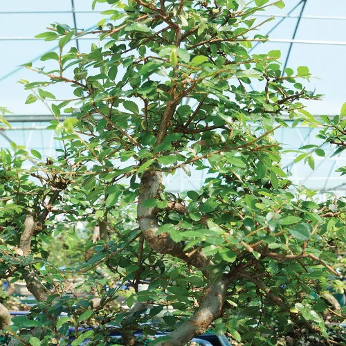 Miniatura 4 de Brussel's - Árbol bonsái de olmo chino vivo para exteriores, 5 años de edad; 10 a 14 pulgadas de alto con recipiente decorativo, bandeja de humedad