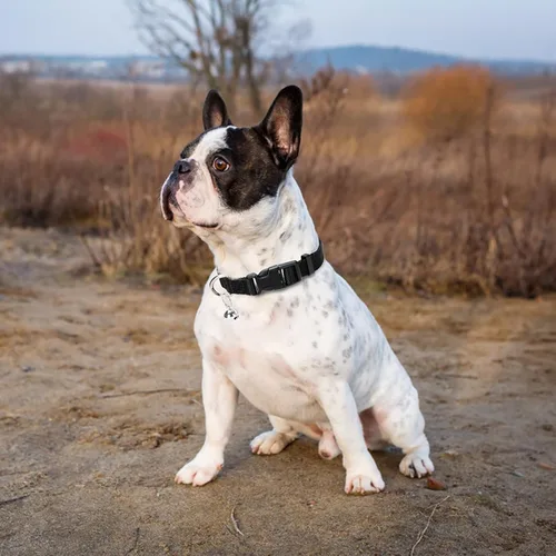 Miniatura 8 de PUPTECK Juego de arnés ajustable para perro, collar y correa sin tirones, arnés para mascotas para perros pequeños y medianos, cachorros y gatos