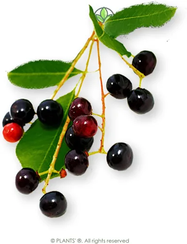 Miniatura 3 de Wild Black Cherry Semillas Premium Prunus serotina 'Fruit' Plants' (Premium Seeds, 5)