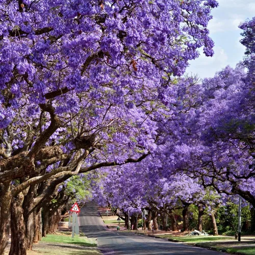 Miniatura 4 de 50 semillas de árbol de jacarana, bonsái floreciente y árbol de sombra paisajística, flores de trompeta morada, tolerantes a la sequía, semillas