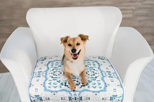 Miniatura 7 de NALALAS Almohadillas grandes lavables para orina para perros Reutilizables, impermeables y ultra absorbentes Almohadillas para orina de perro