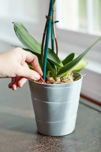 Miniatura 6 de Miracle-Gro Picos de alimento para plantas de orquídeas