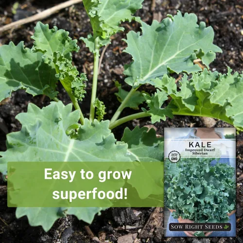 Miniatura 3 de Sow Right Seeds - Semilla de col rizada mejorada siberiana enana para plantar - Paquete de reliquia sin OMG con instrucciones para plantar un huerto