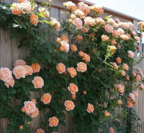 Miniatura 6 de 1000 semillas + Muti Color Mix Rose Seeds - Flores exuberantes, perennes, mariposa fragante trepadora de vid, semillas de flores. Semillas de rosa