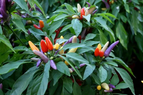 Miniatura 3 de Más de 50 semillas de pimiento picante ornamental para mascarada, mezcla de verduras