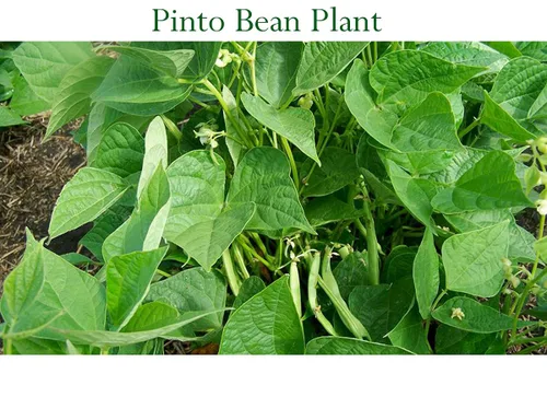 Miniatura 6 de Frijoles pintos enteros secos orgánicos frescos, frijoles pinto, crudos sin OMG veganos a granel (1 libra)