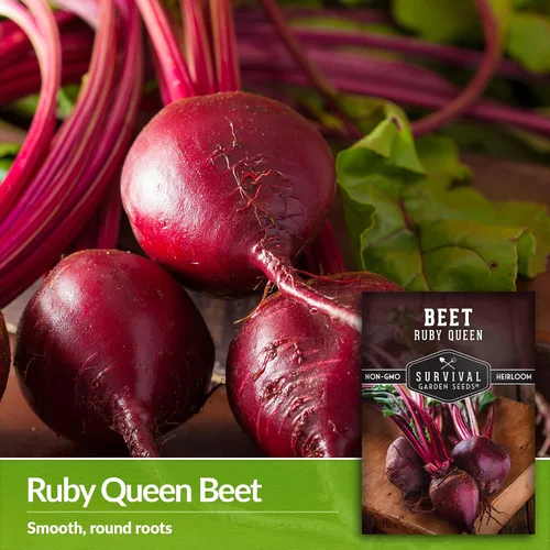Miniatura 3 de Ruby Queen Semillas de remolacha para plantar, remolacha roja profunda para cultivo de jardín al aire libre, variedad reliquia de alto rendimiento