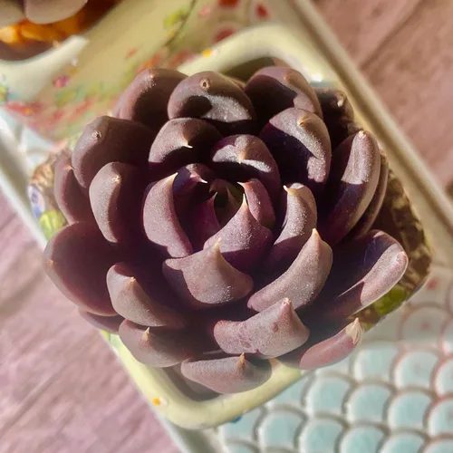 Miniatura 12 de Echeveria agavoides Romeo - Kit de suculentas, con maceta de plástico, 1 cabeza de 2 pulgadas, planta viva de 2 pulgadas, suelo comprimido y guía