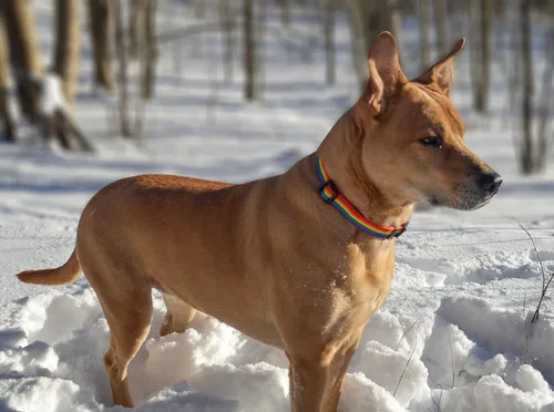 Miniatura 6 de Native Pup Collar de perro con bandera de arco iris, artículos de orgullo gay para desfile, banderas LGBTQ igualdad para mascotas, regalo