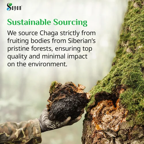 Miniatura 5 de Sayan Extracto de hongo chaga siberiano – 90 cápsulas/420 mg ea – Suplemento antioxidante natural y de cosecha silvestre – Apoyo del sistema