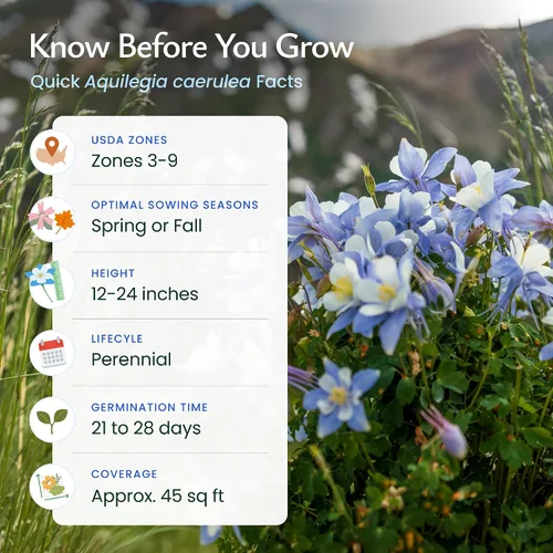 Miniatura 6 de Created By Nature Blue Columbine Flower Seeds, 2,400 semillas perennes, flor del estado de Colorado