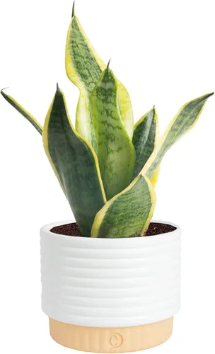 Costa Farms - Planta de serpiente, Sansevieria, planta viva en maceta decorativa, fácil de mantener, suculenta purificadora de aire para interiores,