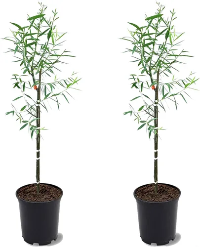 Miniatura 5 de Sauce llorón, caducifolio, de crecimiento rápido, árbol de sombra, 2-3 pies de altura del árbol, maceta de vivero de 1 galón