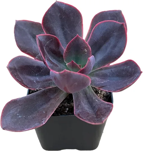 Miniatura 7 de Sprout N Green Echeveria 'Baekya', planta suculenta viva de 'White Night' totalmente enraizada en maceta de 2 pulgadas, decoración de boda
