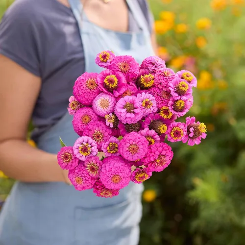 Miniatura 53 de Eden Brothers - Semillas de zinnia, cactus con flores, sin OMG, plantar en primavera, paquete, flores de bajo mantenimiento, zonas 3, 4, 5, 6, 7, 8