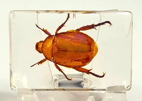 Miniatura 16 de 44mm Hormiga gigante tropical real en resina de lucita transparente cristalina, espécimen preservado Pseudoneoponera Rufipes, taxidermia