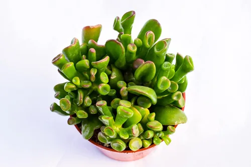 Miniatura 3 de Planta suculenta crassula viva - Suculenta crassula de 4 pulgadas totalmente arraigada (Crassula Gollum)