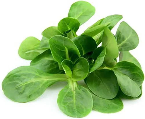 Lechuga Mache - Deliciosa Verte de Cambrai - 300 semillas de variedad de hojas pequeñas y mejor para pasar el invierno en el frío noreste. Ensalada