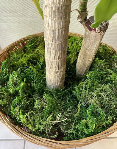 Miniatura 3 de Musgo artificial, musgo verde de 10.5 onzas para decoración, musgo sintético para manualidades, musgo decorativo para plantas de interior, centros
