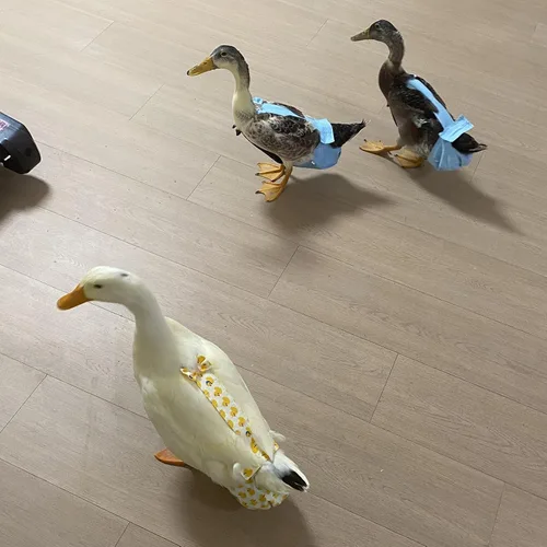 Miniatura 3 de BestParts Pañales ajustables impermeables y reutilizables, pañales de tela para aves de corral para granja, ganso de mascotas, pato para mascotas
