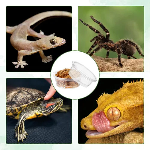 Miniatura 5 de EBOOT 500 vasos de plástico para alimentación, cuencos para agua de reptiles y alimentos para Gecko, lagartos, tarántula y otras mascotas pequeñas