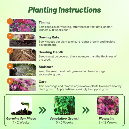 Miniatura 5 de Outsidepride Semillas de mezcla de bálsamo de abeja, 500 piezas perennes, fáciles de cultivar y aptas para polinizadores, semillas de flores Monarda