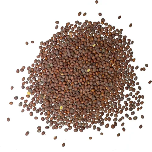 Miniatura 7 de Seed Needs Semillas de rábano para plantar rábanos sandía, reliquia sin OMG y sin tratar, cultiva un huerto cultivado en casa, cultivos para clima