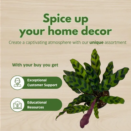 Miniatura 6 de Calathea Lancifolia, serpiente de cascabel, planta de oración, serpiente de cascabel, maceta de 4 pulgadas