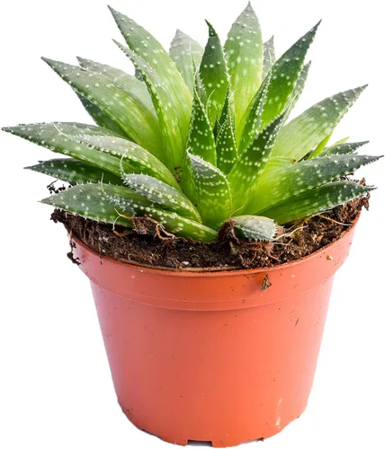 Planta suculenta de aloe vivo, suculenta de aloe grande de 4 pulgadas completamente enraizada (Aloe Aristata)