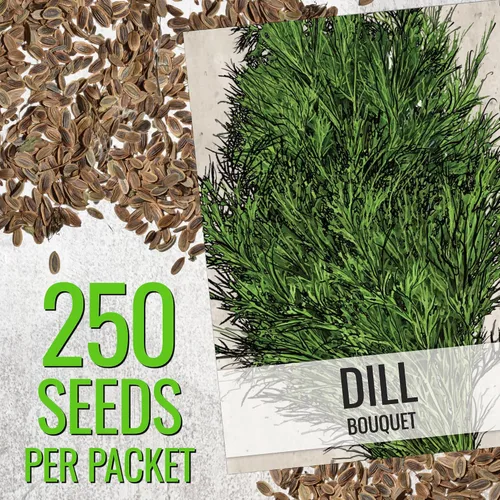 Miniatura 3 de Seed Needs Semillas de eneldo para plantar ramos de hierbas, semillas de hierbas sin OMG y sin tratar para plantar un jardín cultivado en casa