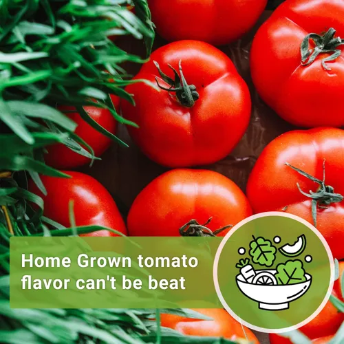 Miniatura 4 de Sow Right Seeds - Semillas de tomate Beefsteak para plantar - Paquete de reliquia sin OMG con instrucciones para plantar un jardín de vegetales