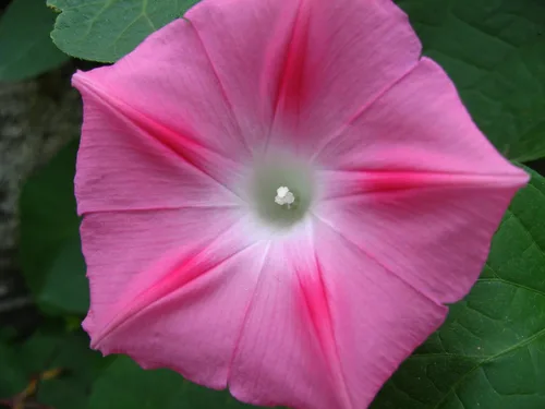 Miniatura 3 de Semillas Ruby Morning Glory Flores anuales para plantar