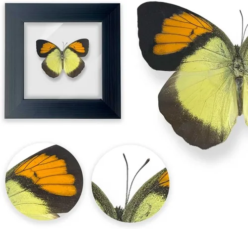 Miniatura 11 de ITrixgan Taxidermia enmarcada de mariposa real, espécimen de mariposa para clase de ciencias para amantes de los insectos, decoración gótica