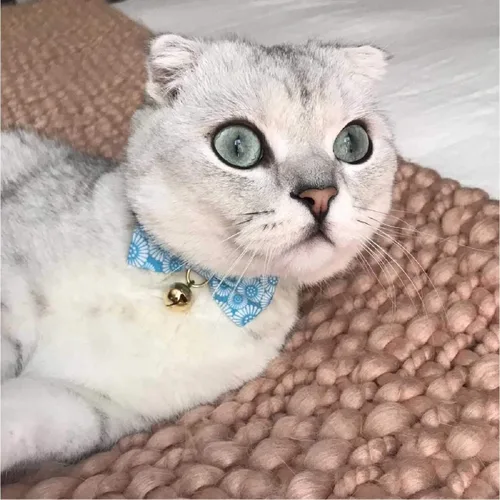 Miniatura 8 de Necoichi Kiku Ribbon Bow Tie Cat Collar (azul bebé)