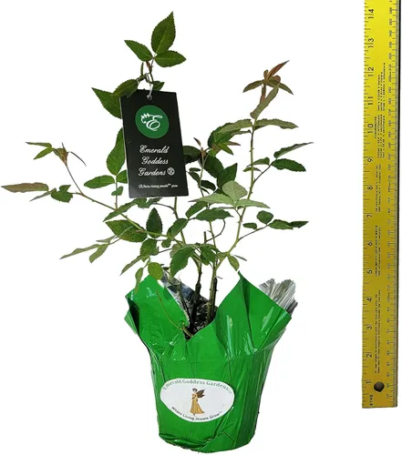 Miniatura 9 de Caldwell Pink Rose Bush - Raíz antigua reliquia propia - Rosa Hybrid - Planta viva - Flor doble perpetua fragante - Emerald Goddess Gardens