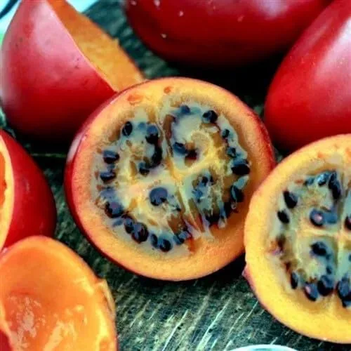 Miniatura 5 de HPGS 10 Seeds - Semillas de tomate Tamarillo Cyphomandra betacea Garden Fruit - Planta de crecimiento rápido, verde, naranja, rojo