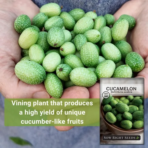 Miniatura 3 de Sow Right Seeds - Semillas de Cucamelon para plantar - Paquete de reliquia sin OMG con instrucciones para plantar un jardín de verduras casero al