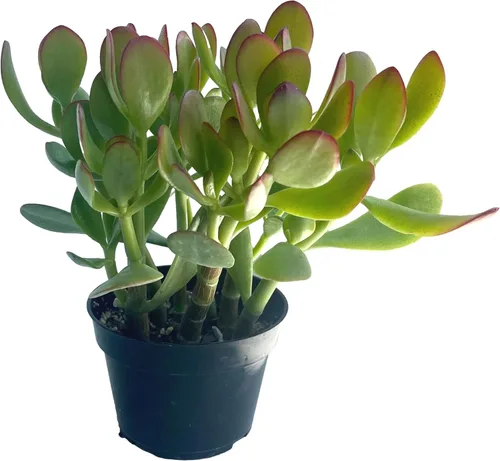 Miniatura 4 de Cadena de perlas (Senecio Rowleyanus) - Plantas vivas rastreras totalmente enraizadas y en floración - Rara planta de interior para decoración