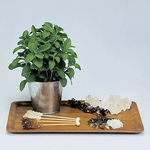 Miniatura 3 de Park Seed Sugarleaf - Semillas de Stevia orgánicas, paquete de 50 semillas