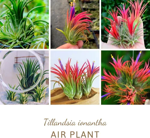 Miniatura 3 de Air Plants Live, 10 plantas de aire de Tillandsia rojas, plantas de interior vivas para cultivar en interiores y exteriores, de 2 a 3 pulgadas