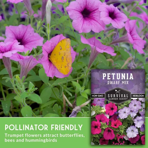 Miniatura 5 de Mezcla de semillas de petunia enana para plantar, planta y cultiva flores coloridas para atraer polinizadores al jardín de tu hogar, variedad