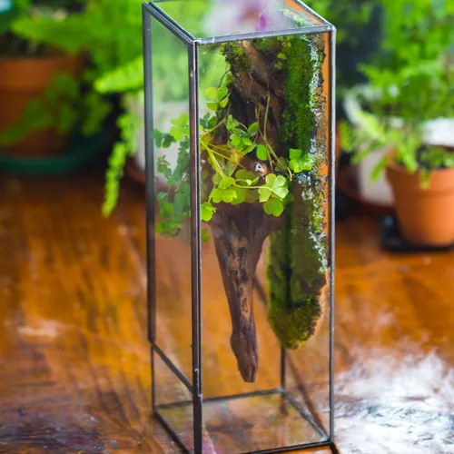 Miniatura 7 de NCYP Terrario de cristal cerrado con puerta, 3.9 x 3.9 x 11.8 pulgadas, maceta rectangular alta para helechos, plantas suculentas, decoración
